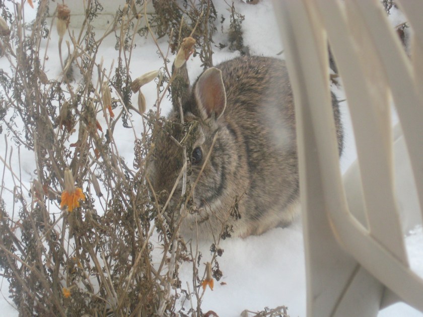 nebraska bunneh