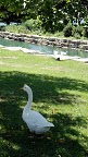 goose
