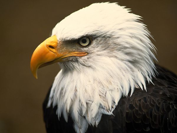 Eagle Cam