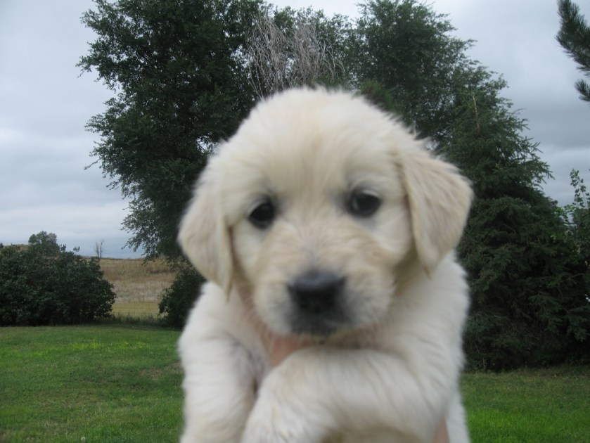 Chloe is so sweet at 5 weeks old