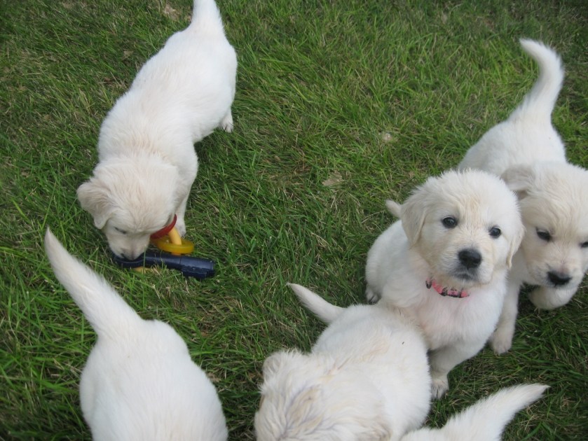 With her littermates, testing the grass.   Chloe is the one looking at the camera.