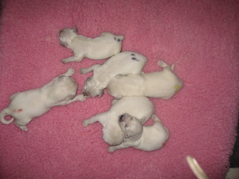 Chloe Newly Born