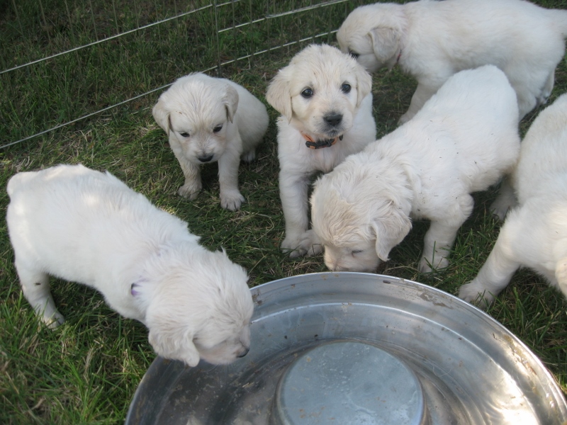 Praise Agape Pups 4 weeks old 1