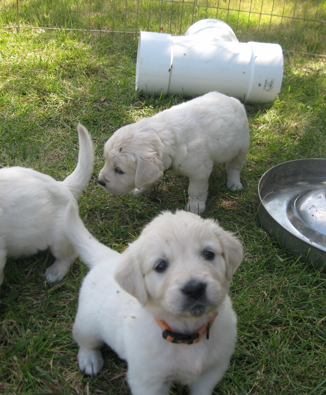 Praise Agape Pups 4 weeks old 5