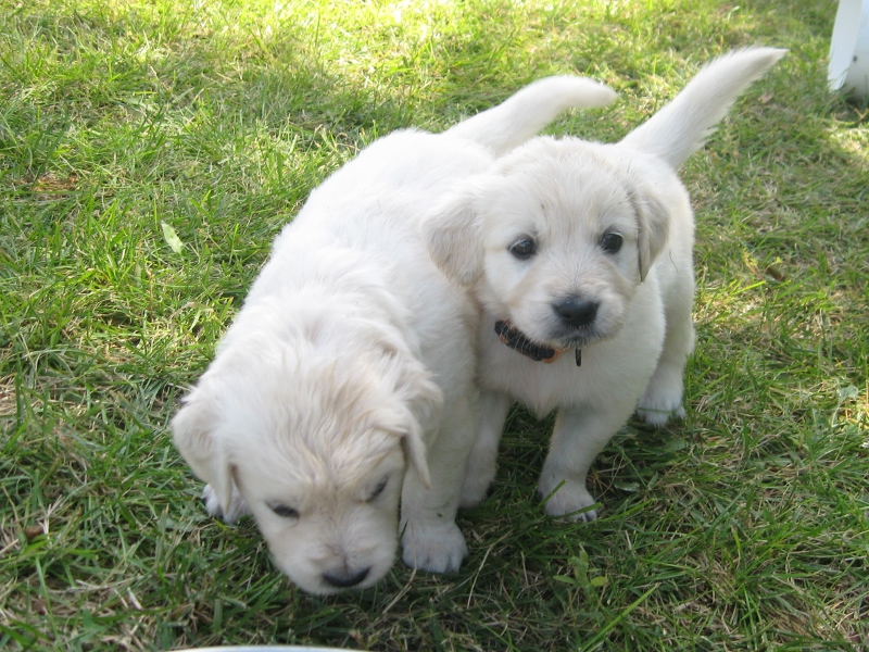 4 weeks old, and Chloe is already looking at the camera in all of these photos.