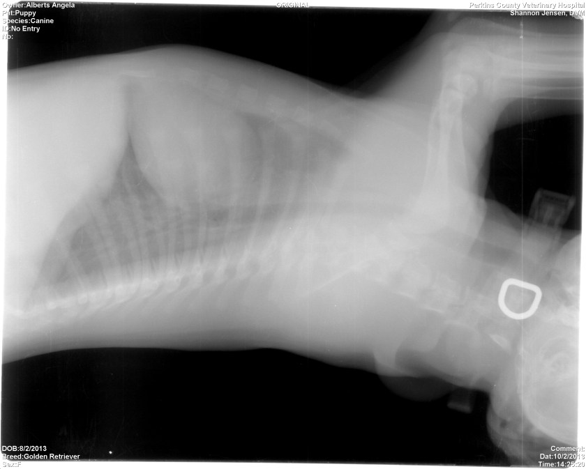 Pup1