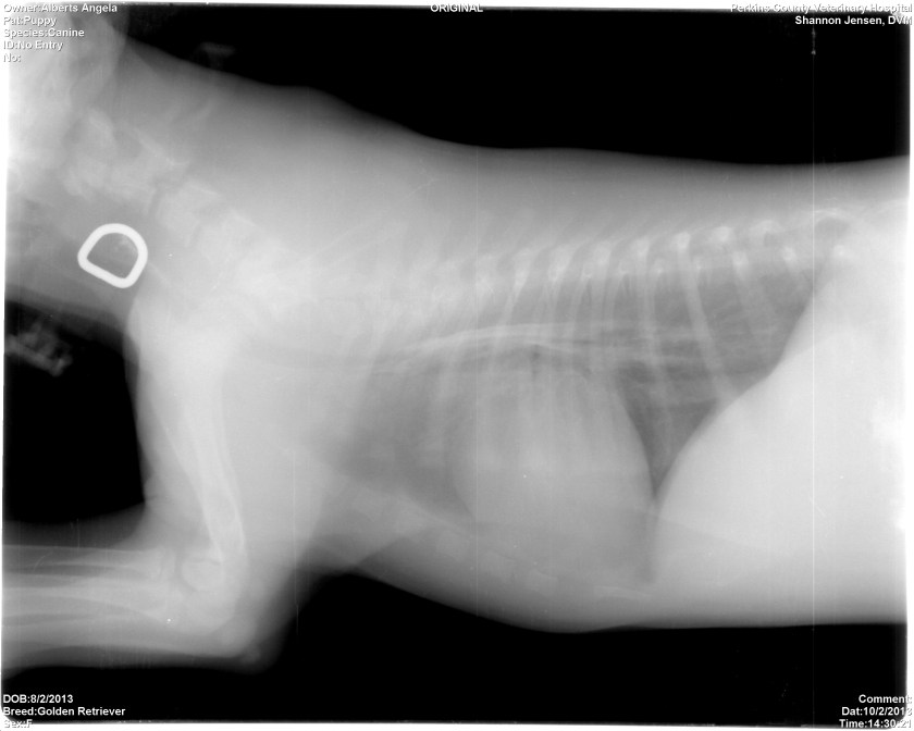 Pup2