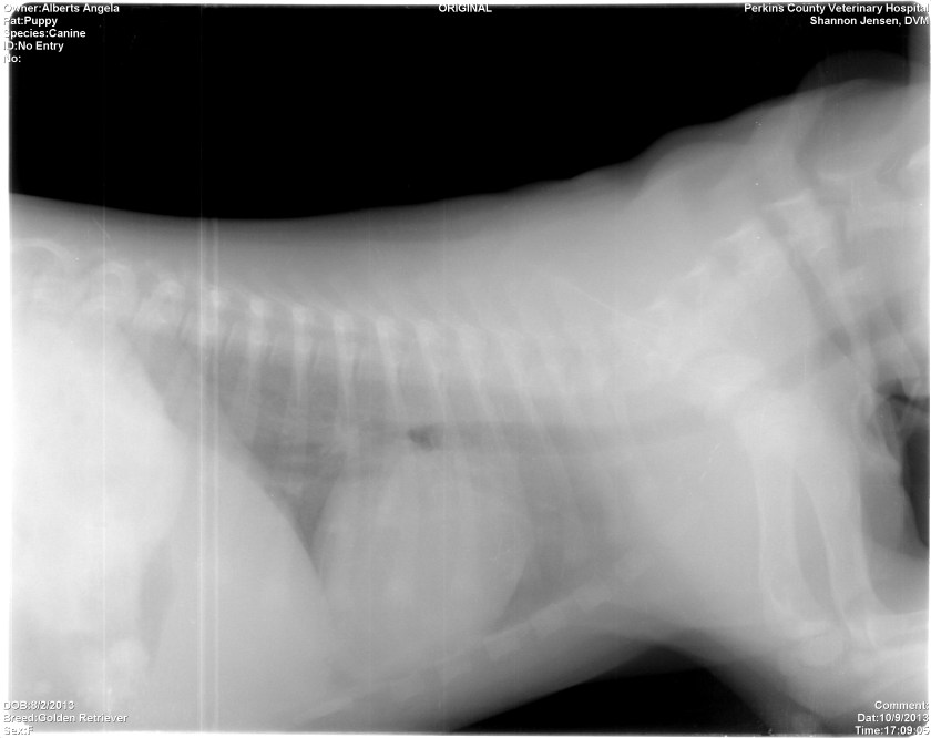 Pup6