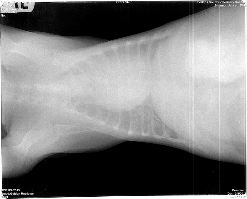 This is what I look like inside.  :)